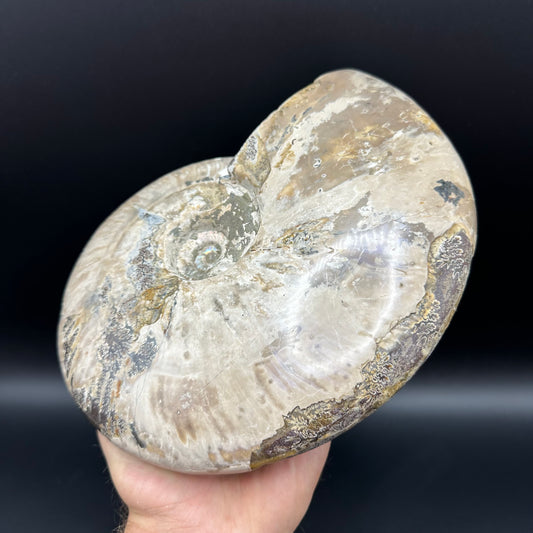Cleoniceras Ammonite Fossil With Stand - Cretaceous Ammonite Madagascar