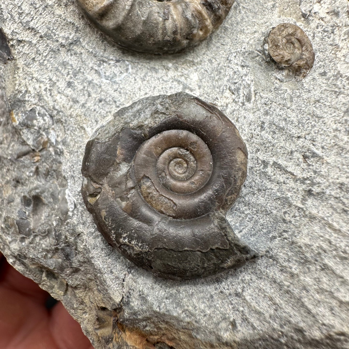Arnioceras ammonite shell fossil with box and stand - Whitby, North Yorkshire Jurassic Coast Yorkshire Fossils