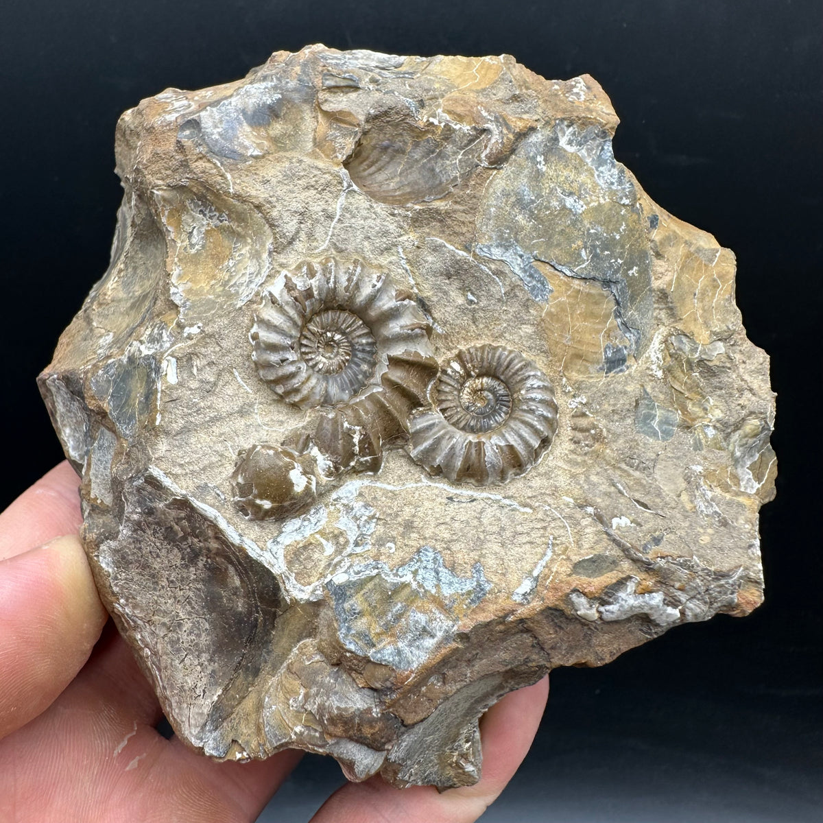 Androgynoceras capricornus Ammonite Fossil With Stand - Whitby, North Yorkshire Jurassic Coast Yorkshire Fossils