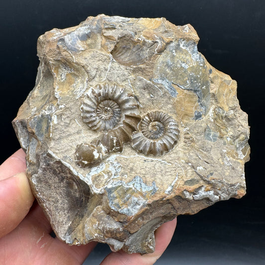 Androgynoceras capricornus Ammonite Fossil With Stand - Whitby, North Yorkshire Jurassic Coast Yorkshire Fossils
