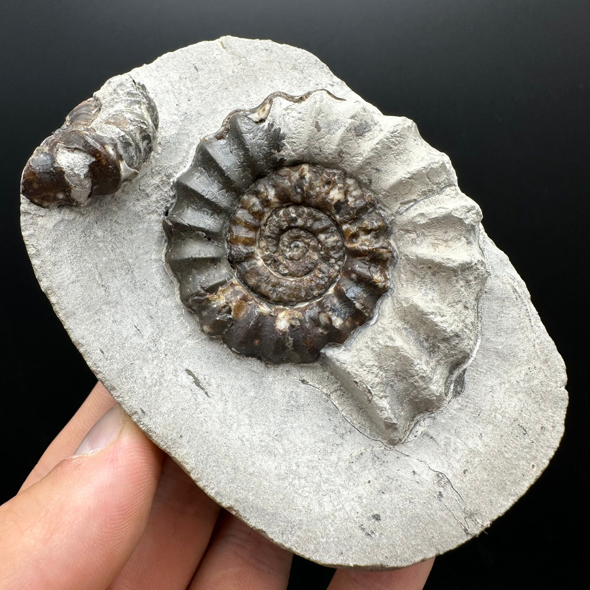 Androgynoceras maculatum ammonite fossil with box and stand - Whitby, North Yorkshire Jurassic Coast Yorkshire Fossils