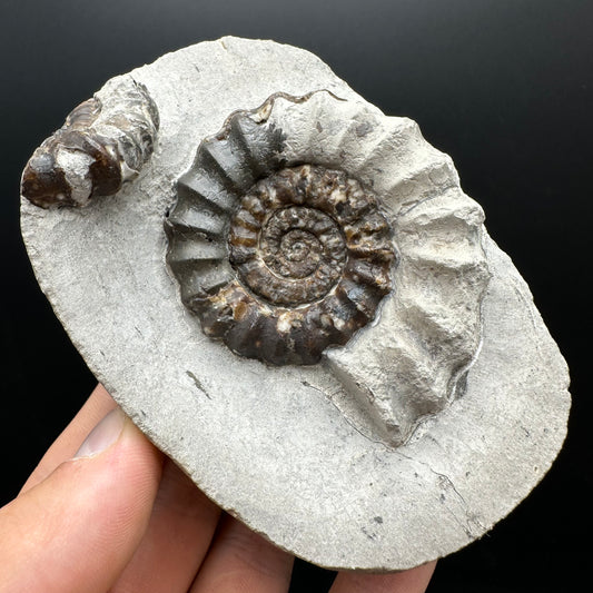 Androgynoceras maculatum ammonite fossil with box and stand - Whitby, North Yorkshire Jurassic Coast Yorkshire Fossils