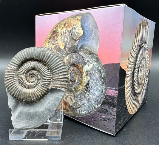 Zugodactylites ammonite fossil with box and stand - Whitby, North Yorkshire Jurassic Coast, Yorkshire fossils