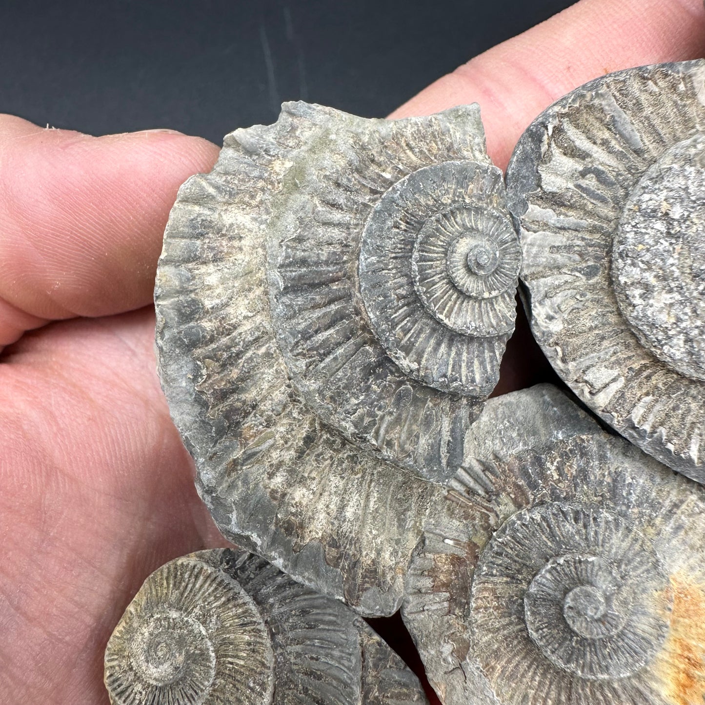 Dactylioceras imprint (negative) bundle ammonite shell fossil with box - Whitby, North Yorkshire, Yorkshire Fossils