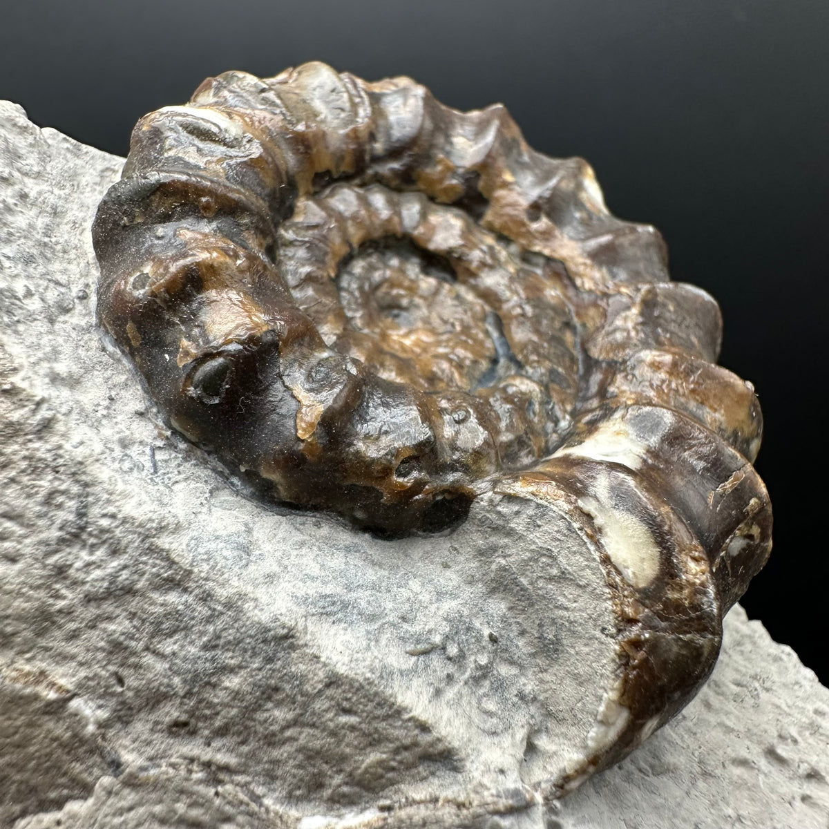Androgynoceras maculatum ammonite fossil with box and stand - Whitby, North Yorkshire Jurassic Coast Yorkshire Fossils