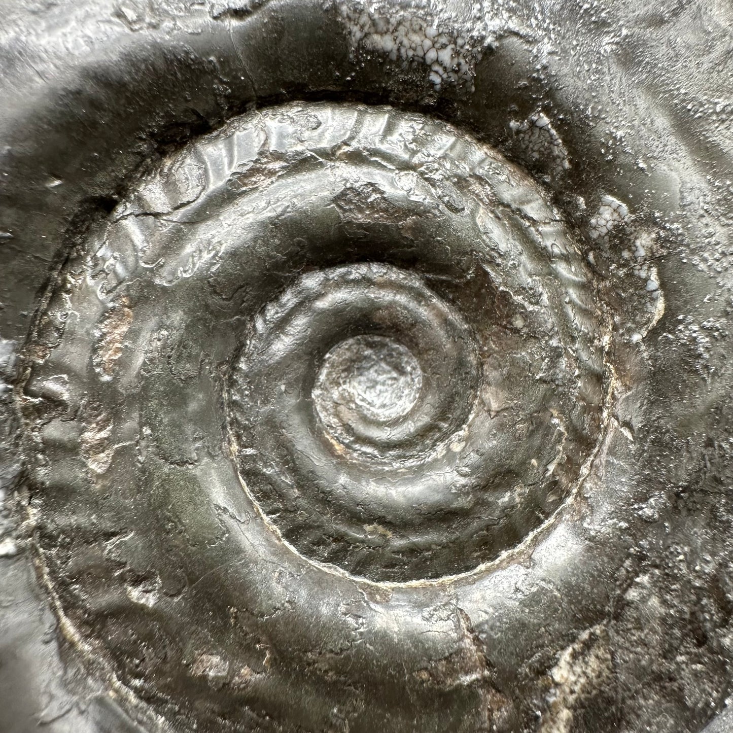 Hildoceras Bifrons Ammonite fossil with box and stand - Whitby, North Yorkshire Jurassic Coast, Yorkshire Fossils from the Jurassic Coast