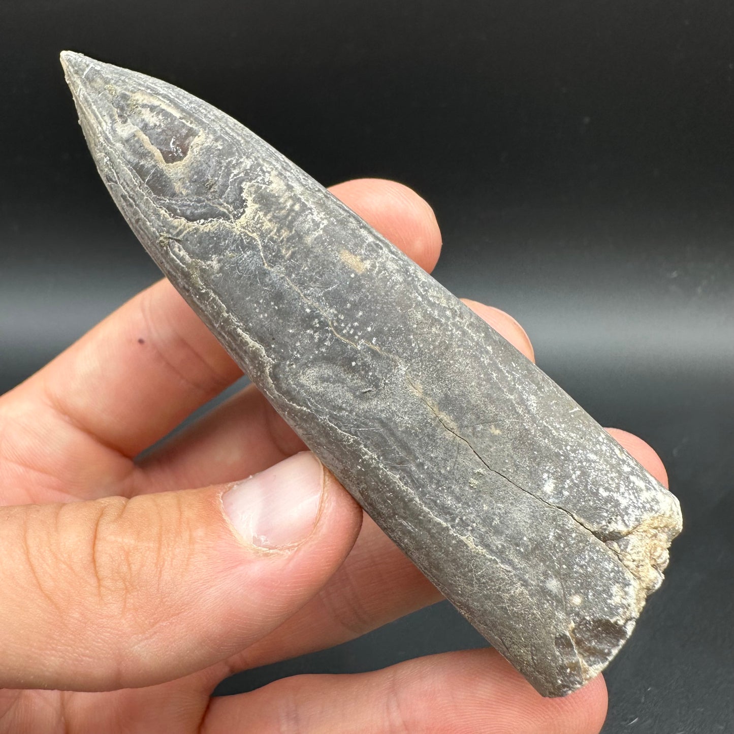 Belemnite (Fossil Squid) shell fossil with box and stand - Whitby, North Yorkshire Jurassic Coast Yorkshire Fossils