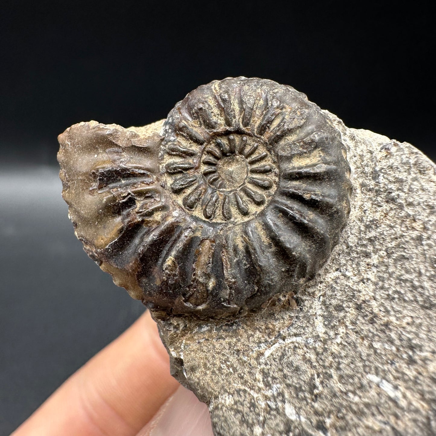 Amaltheus subnodosus Ammonite fossil with box and stand - Whitby, North Yorkshire Jurassic Coast Yorkshire Fossils