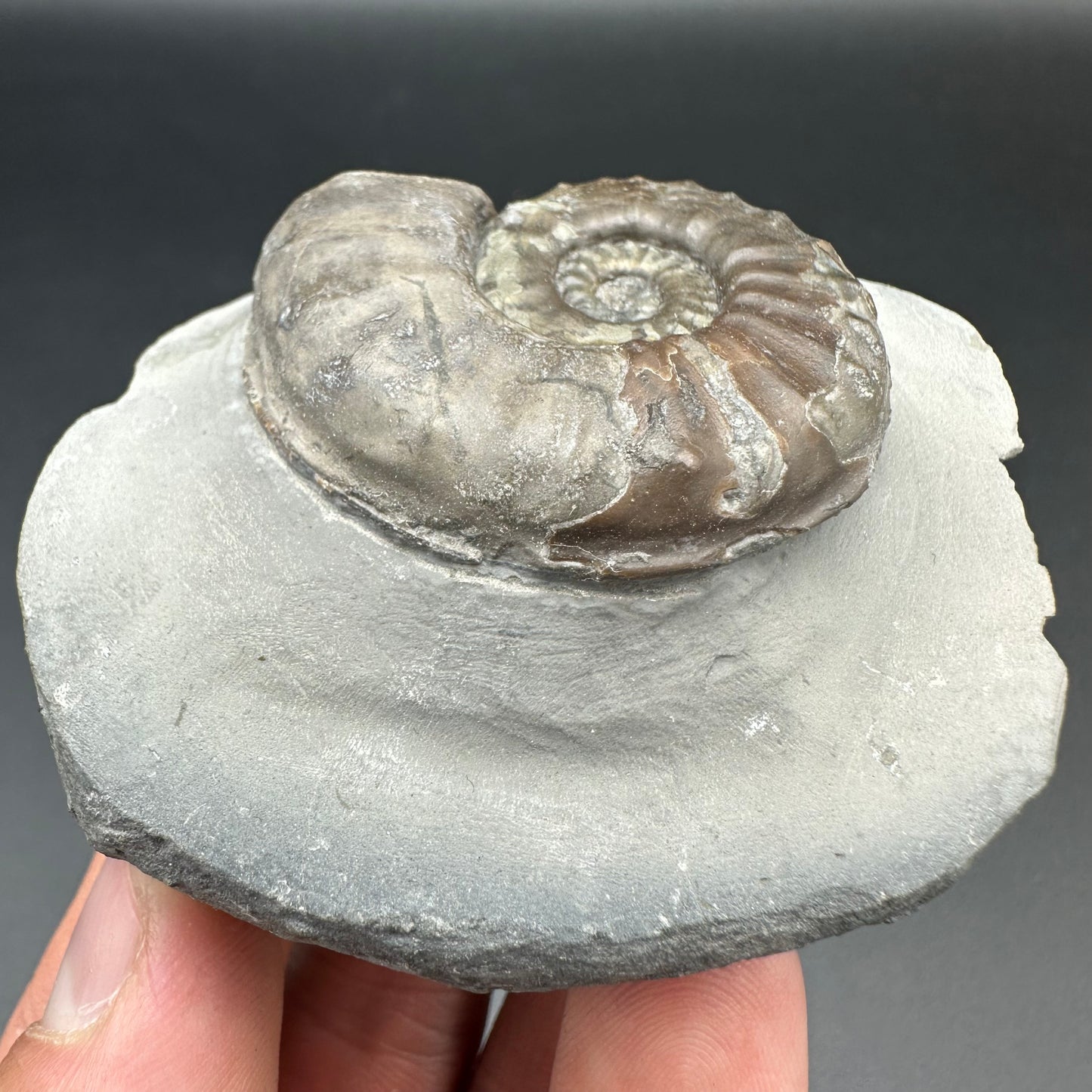 Agassiceras sp. ammonite fossil with box and stand - Whitby, North Yorkshire Jurassic Coast Yorkshire Fossils