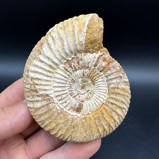 Dichotomosphinctes Ammonite Fossil With Box And Stand - Middle Jurassic Ammonite Madagascar