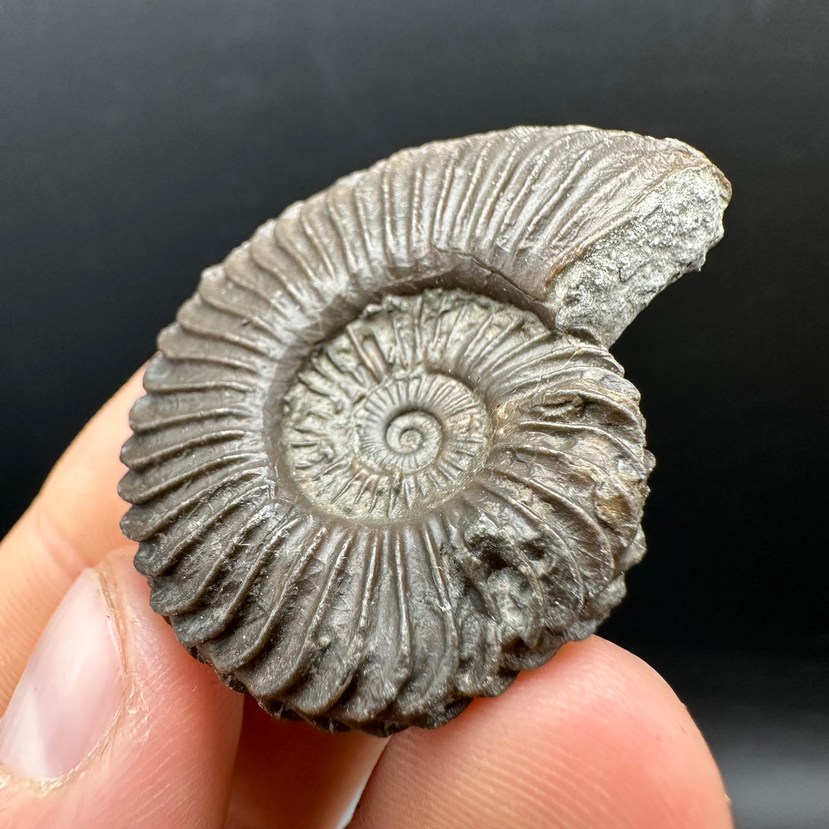 Schlothemia sp. ammonite fossil with box and stand - Whitby, North Yorkshire Jurassic Coast, Yorkshire fossils