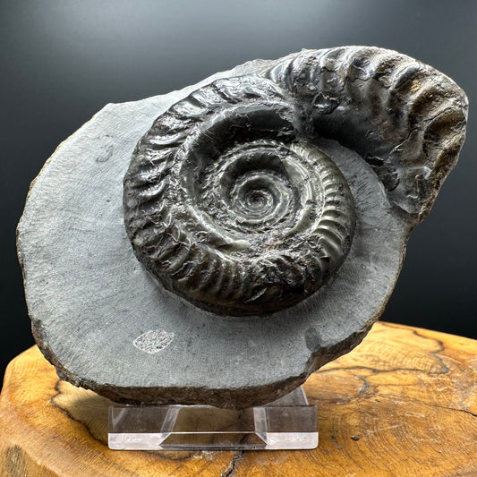Hildoceras Bifrons Ammonite fossil with box and stand - Whitby, North Yorkshire Jurassic Coast, Yorkshire Fossils from the Jurassic Coast