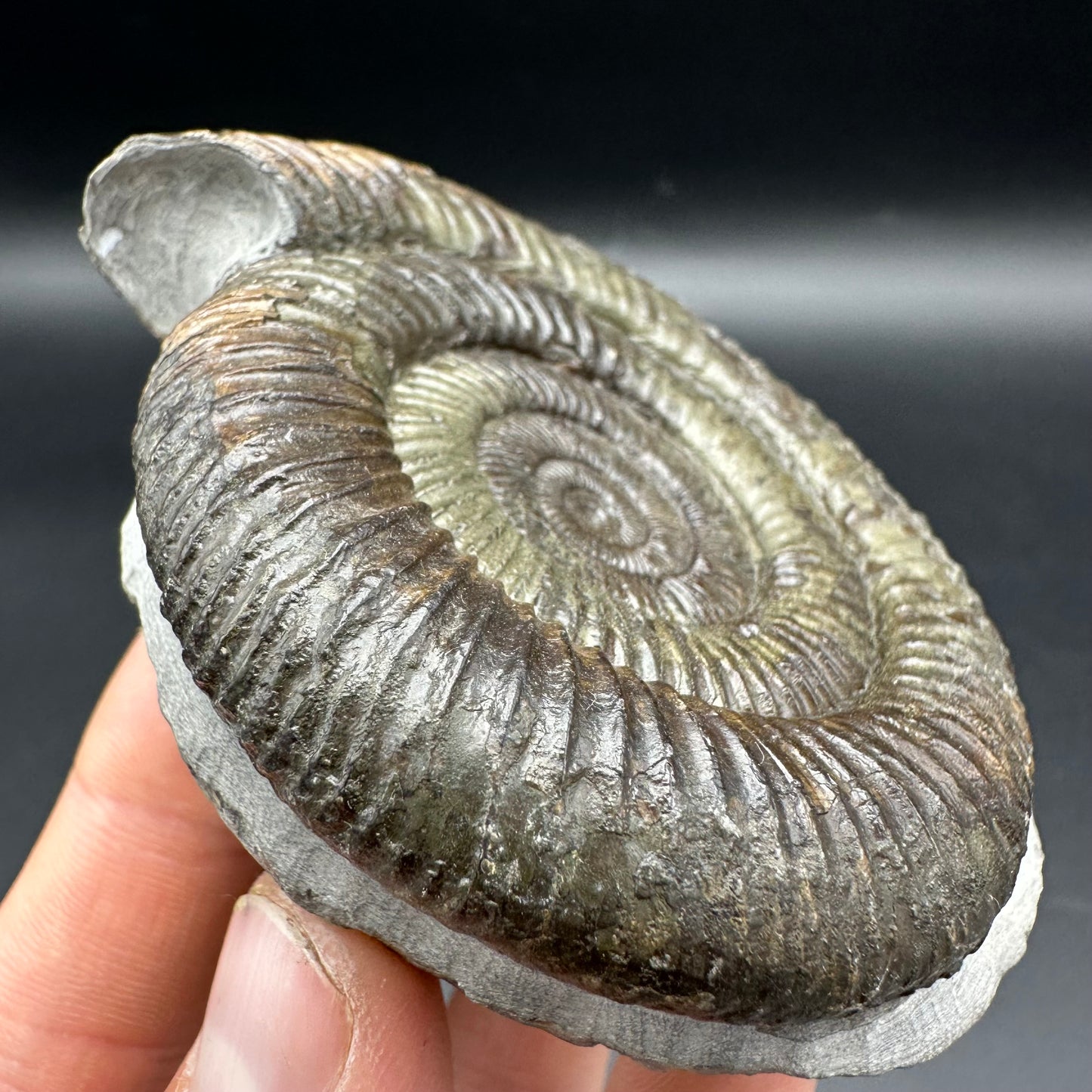 Dactylioceras Ammonite Fossil With Box And Stand - Whitby, North Yorkshire Jurassic Coast Yorkshire Fossils