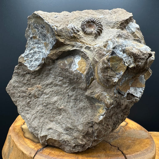 Androgynoceras capricornus Ammonite Fossil With Stand - Whitby, North Yorkshire Jurassic Coast Yorkshire Fossils