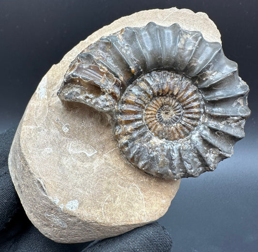 Pleuroceras paucicostatum ammonite fossil with box and stand - Whitby, North Yorkshire Jurassic Coast Yorkshire Fossils