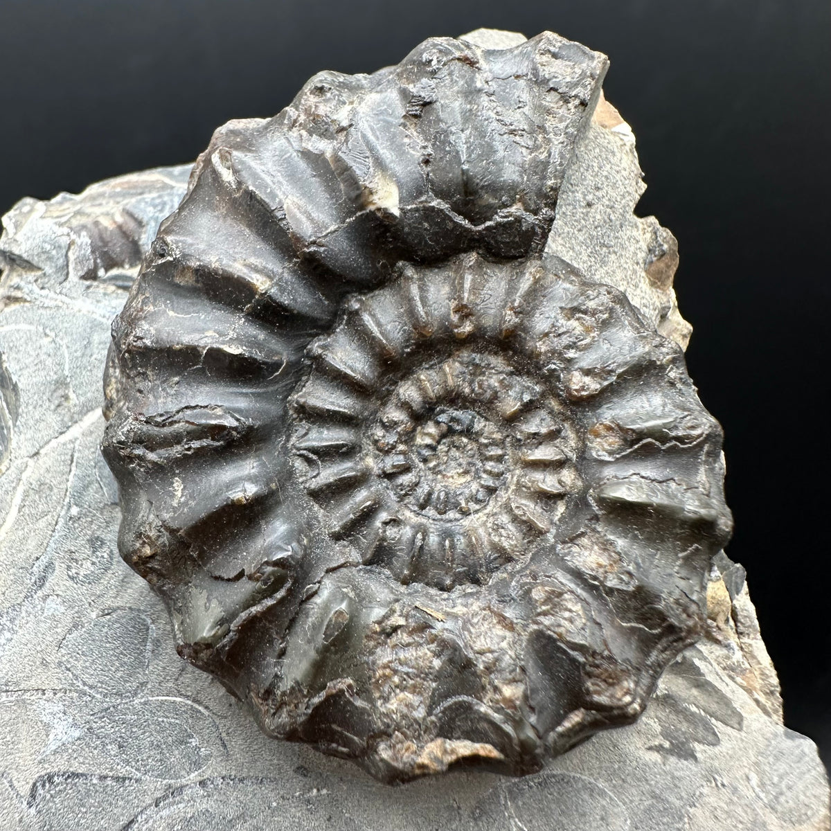 Pleuroceras paucicostatum ammonite fossil with box and stand - Whitby, North Yorkshire Jurassic Coast Yorkshire Fossils