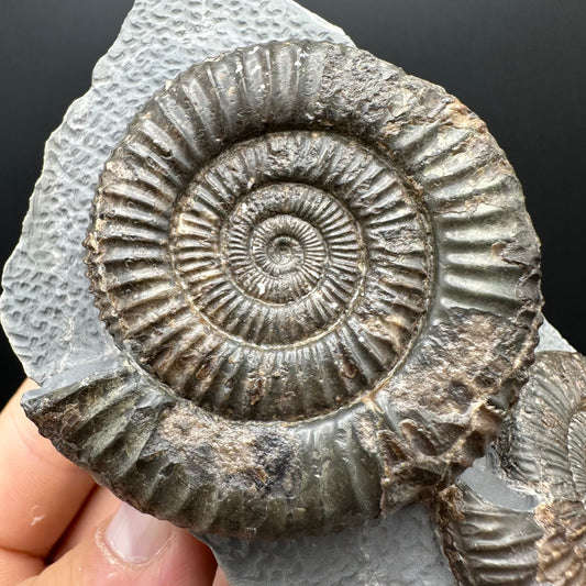 Dactylioceras Ammonite Fossil With Stand - Whitby, North Yorkshire Jurassic Coast Yorkshire Fossils