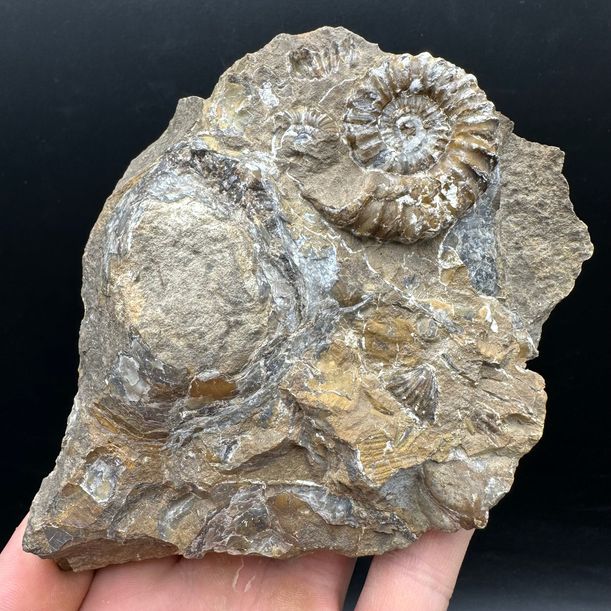 Androgynoceras capricornus Ammonite Fossil With Stand - Whitby, North Yorkshire Jurassic Coast Yorkshire Fossils