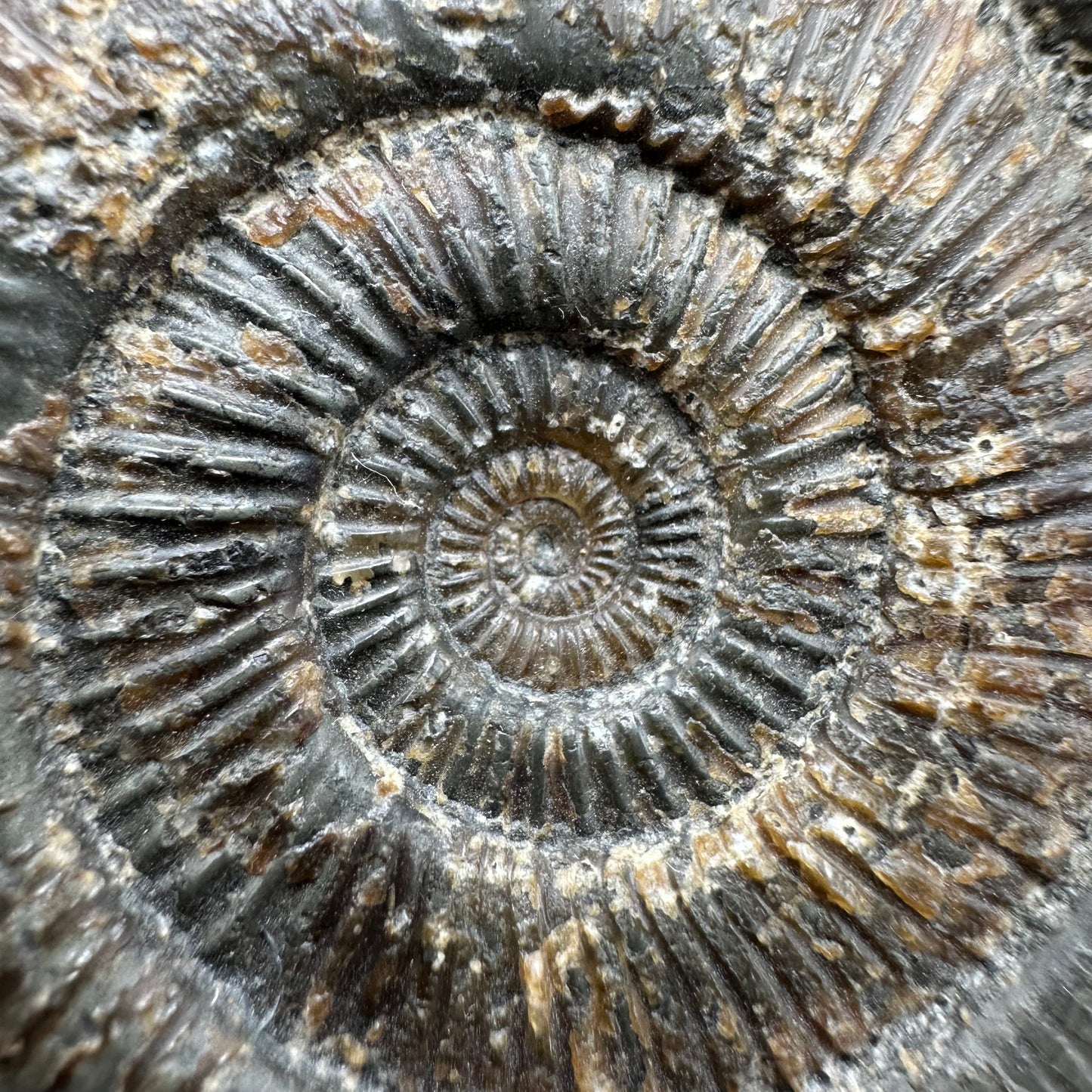 Dactylioceras semicelatum Ammonite fossil with box and stand - Whitby, North Yorkshire Jurassic Coast Yorkshire Fossils