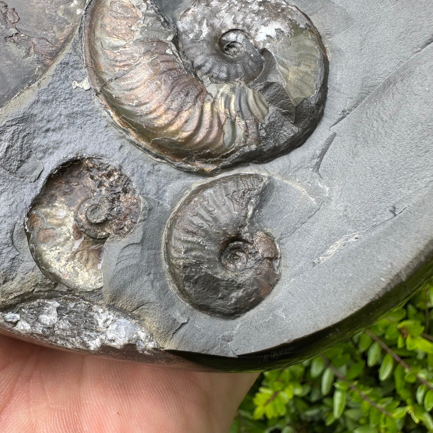 Golden Egg (GENUINE) Ammonite Fossil With Stand - Whitby, North Yorkshire Jurassic Coast Yorkshire Fossils