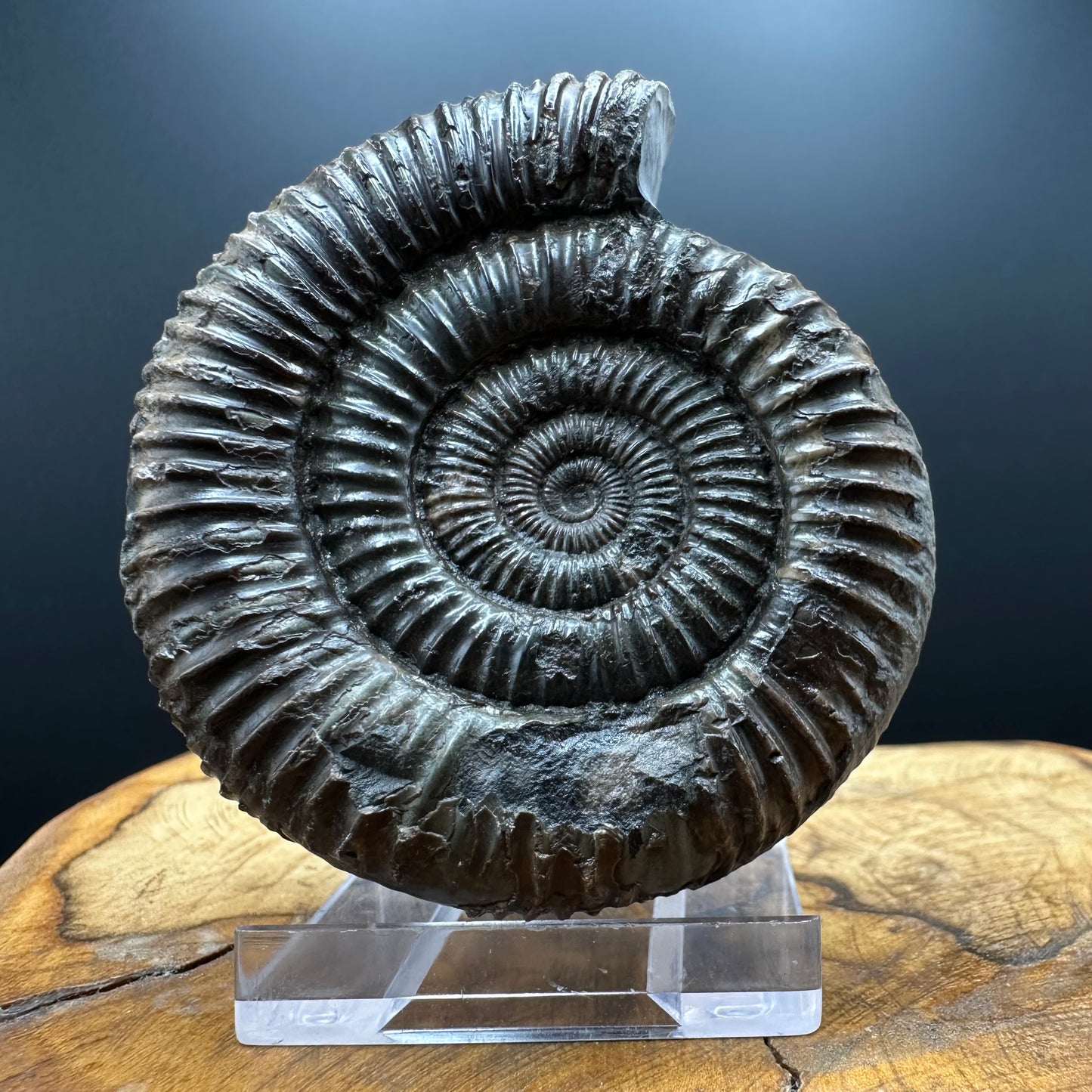 Dactylioceras Ammonite Fossil With box and Stand - Whitby, North Yorkshire Jurassic Coast Yorkshire Fossils