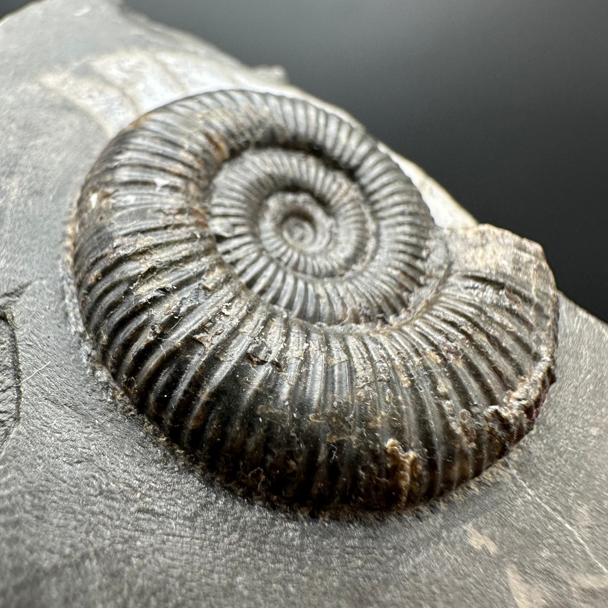 Dactylioceras Ammonite Fossil With box and Stand - Whitby, North Yorkshire Jurassic Coast Yorkshire Fossils