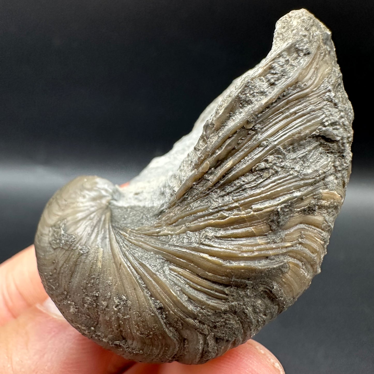 Gryphaea shell fossil with box and stand - Whitby, North Yorkshire, Jurassic Coast, Yorkshire Fossils found on the Jurassic Coast