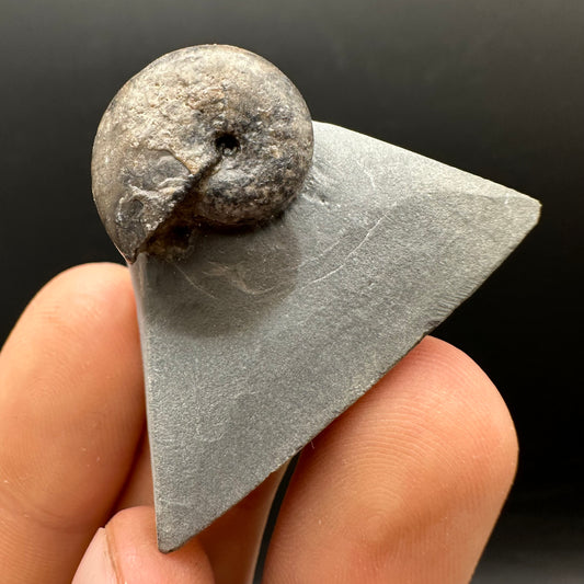 Phylloceras ammonite fossil with box and stand - Whitby, North Yorkshire Jurassic Coast, Yorkshire fossils