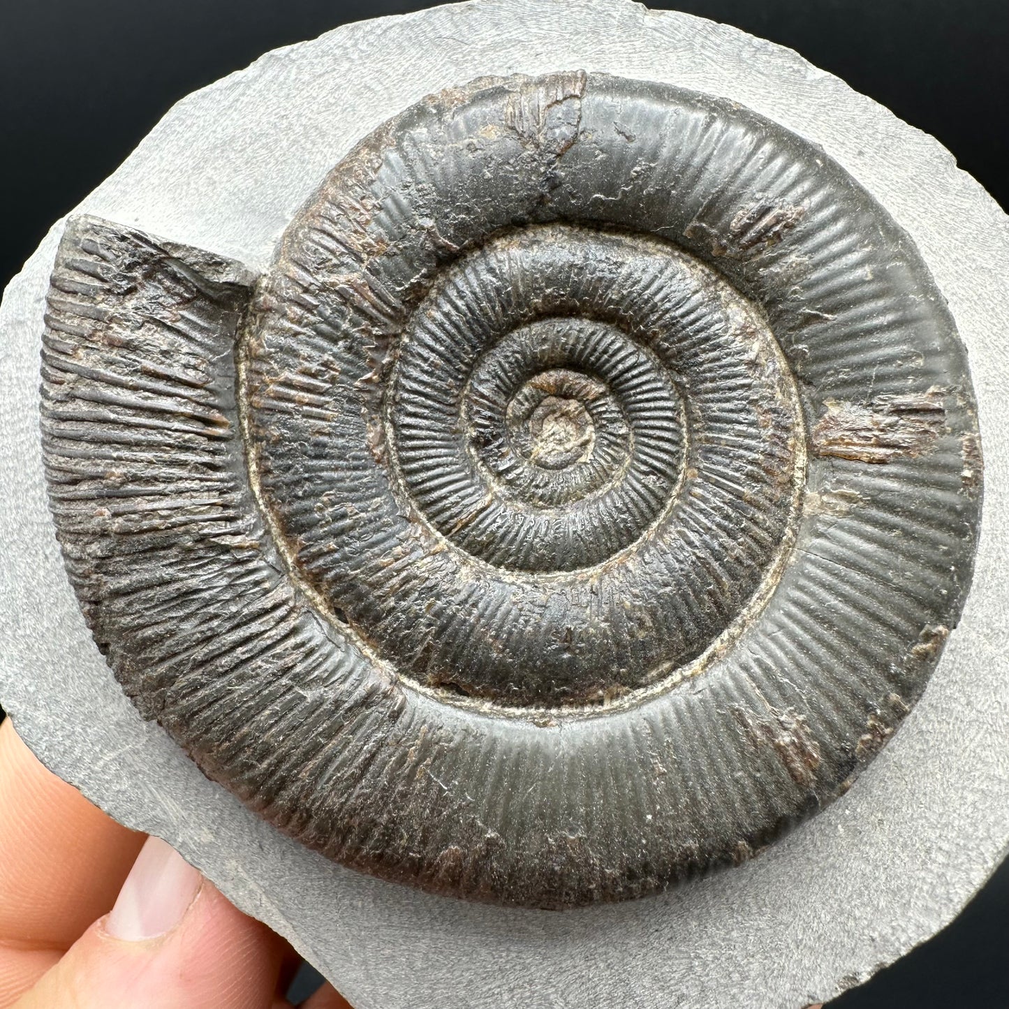 Dactylioceras tenuicostatum Ammonite fossil with box and stand - Whitby, North Yorkshire Jurassic Coast