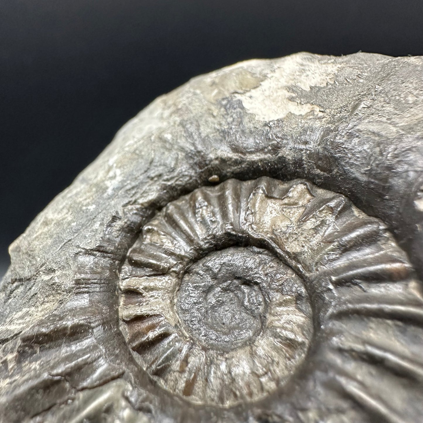 Asteroceras Ammonite fossil with box and stand - Whitby, North Yorkshire Jurassic Coast Yorkshire Fossils