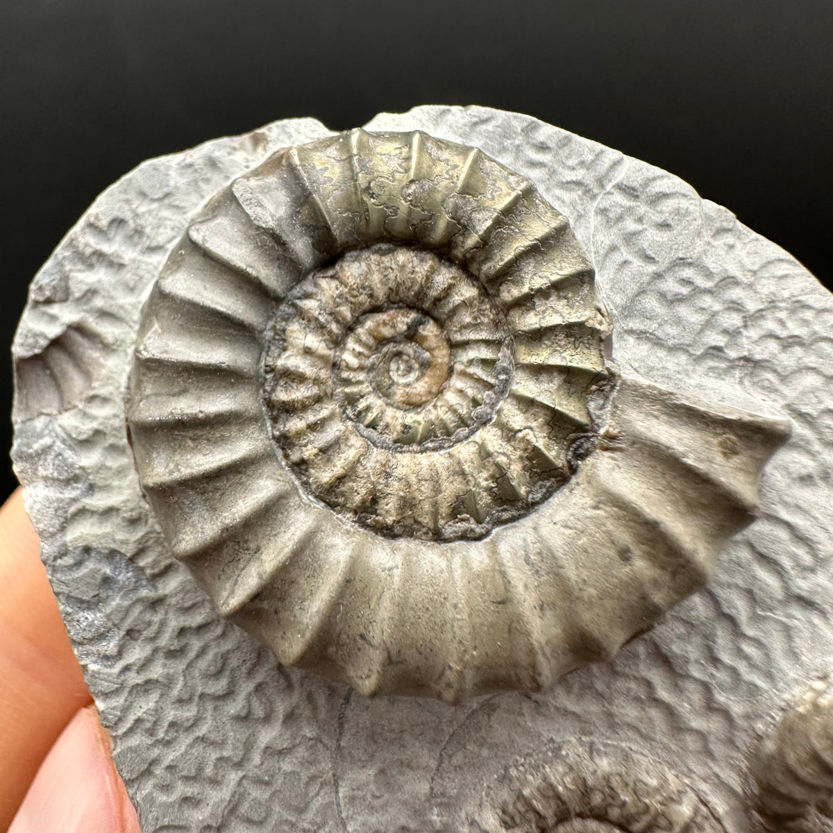 Arnioceras ammonite shell fossil with box and stand - Whitby, North Yorkshire Jurassic Coast Yorkshire Fossils
