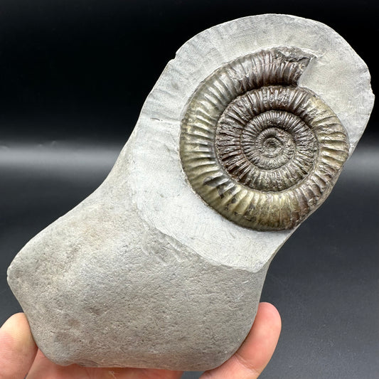 Dactylioceras Ammonite Fossil - Whitby, North Yorkshire Jurassic Coast Yorkshire Fossils