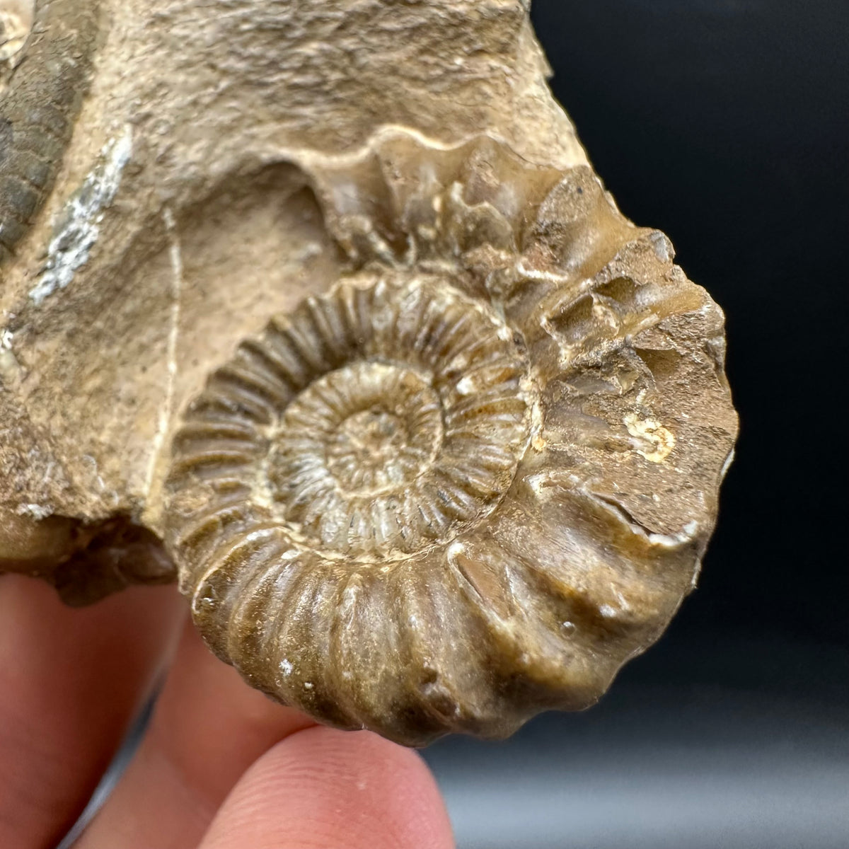 Androgynoceras capricornus Ammonite Fossil With Stand - Whitby, North Yorkshire Jurassic Coast Yorkshire Fossils