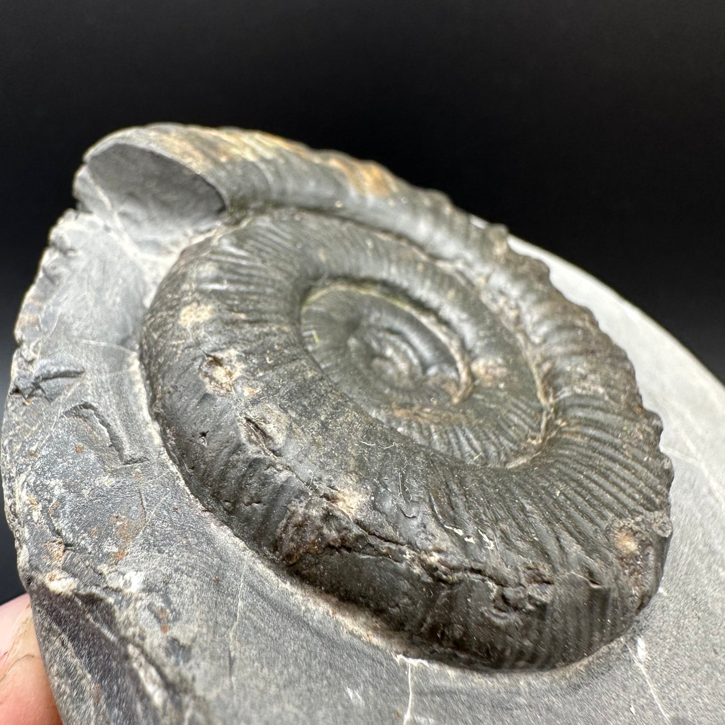 Peronoceras fibulatum Ammonite fossil with box and stand - Whitby, North Yorkshire Jurassic Coast Yorkshire Fossils