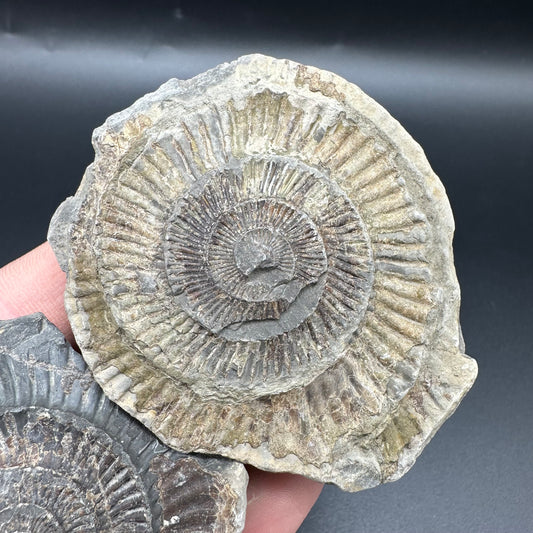 Dactylioceras imprint (negative) bundle ammonite shell fossil with box - Whitby, North Yorkshire, Yorkshire Fossils