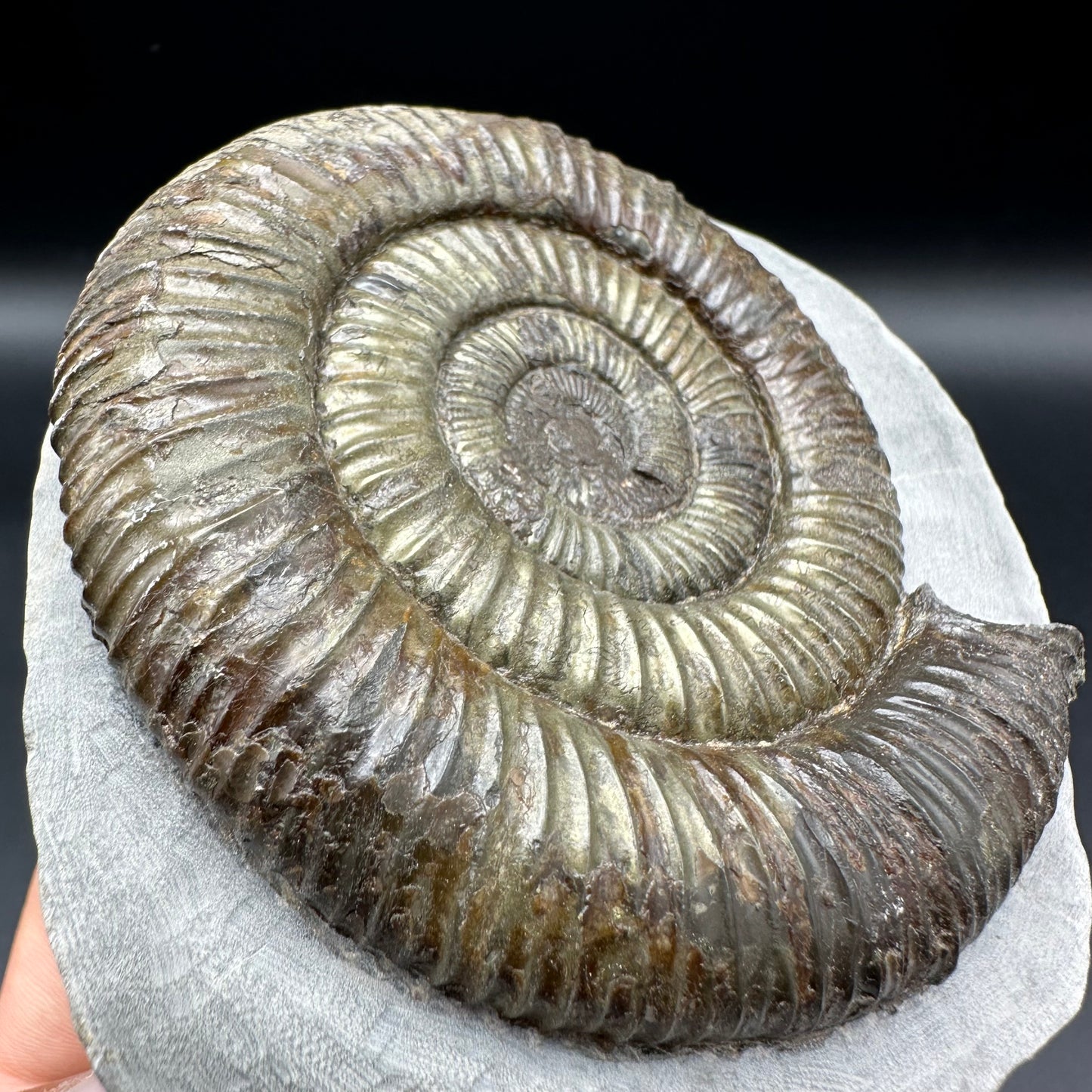 Dactylioceras Ammonite Fossil With Box And Stand - Whitby, North Yorkshire Jurassic Coast Yorkshire Fossils