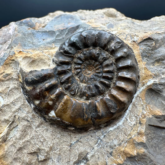 Amaltheus subnodosus Ammonite fossil with stand - Whitby, North Yorkshire Jurassic Coast Yorkshire Fossils