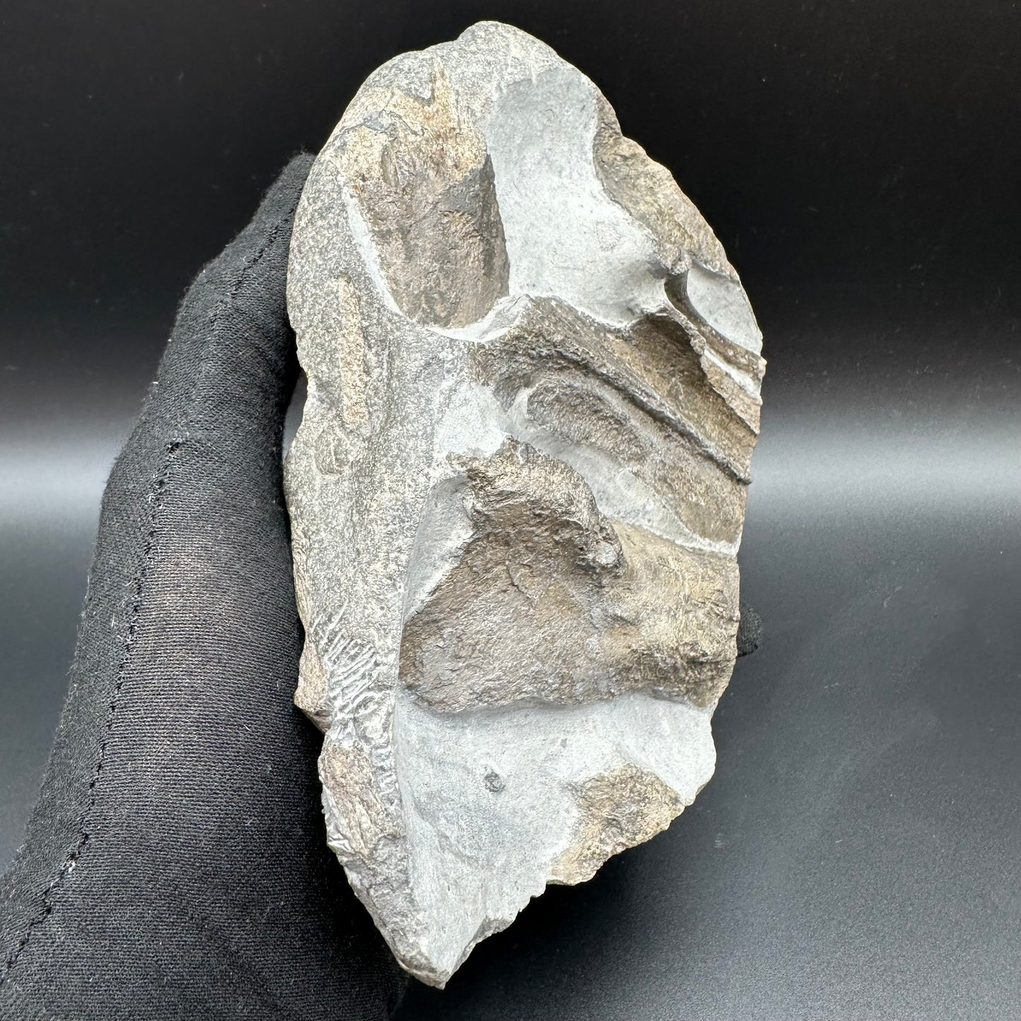 Gyrosteus Fish Bone fossil - Whitby, North Yorkshire, Jurassic Coast, Yorkshire Fossils