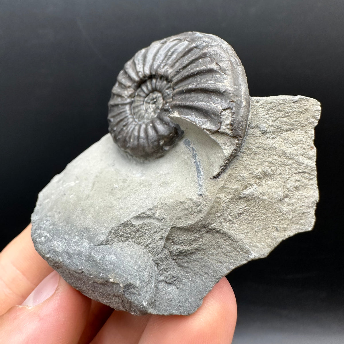 Asteroceras Ammonite fossil with box and stand - Whitby, North Yorkshire Jurassic Coast Yorkshire Fossils