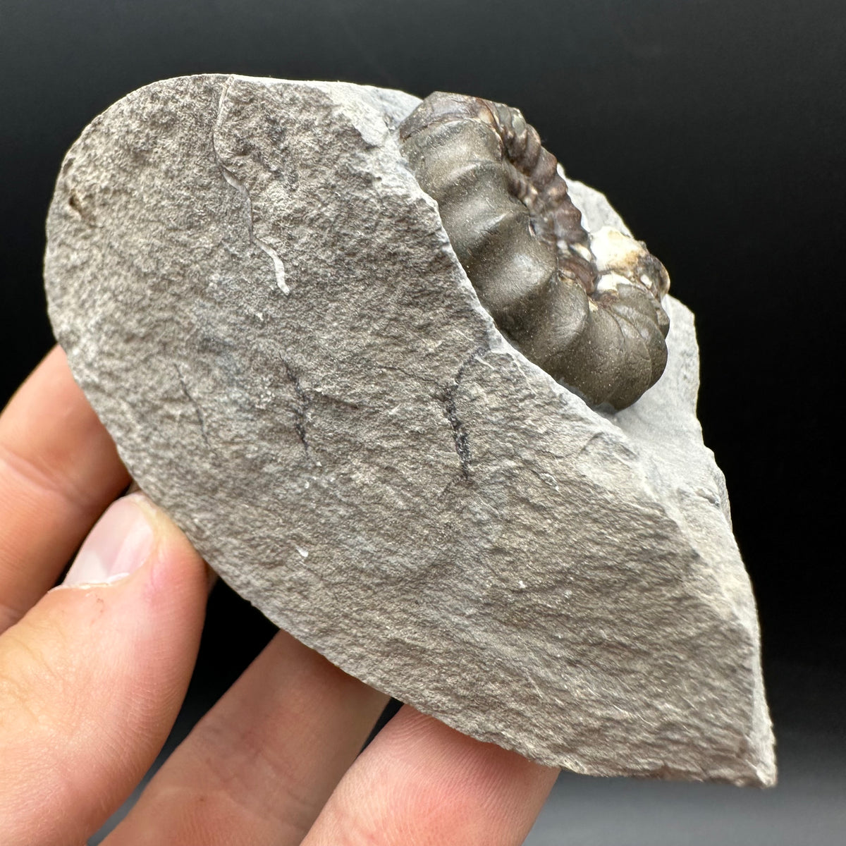 Androgynoceras maculatum ammonite fossil with box and stand - Whitby, North Yorkshire Jurassic Coast Yorkshire Fossils