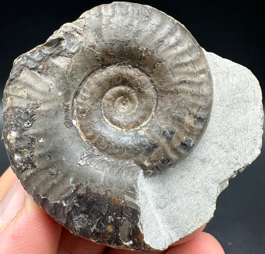 Grammoceras thoaurense Ammonite shell fossil with box and stand - Whitby, North Yorkshire, Yorkshire Fossils from the Jurassic Coast