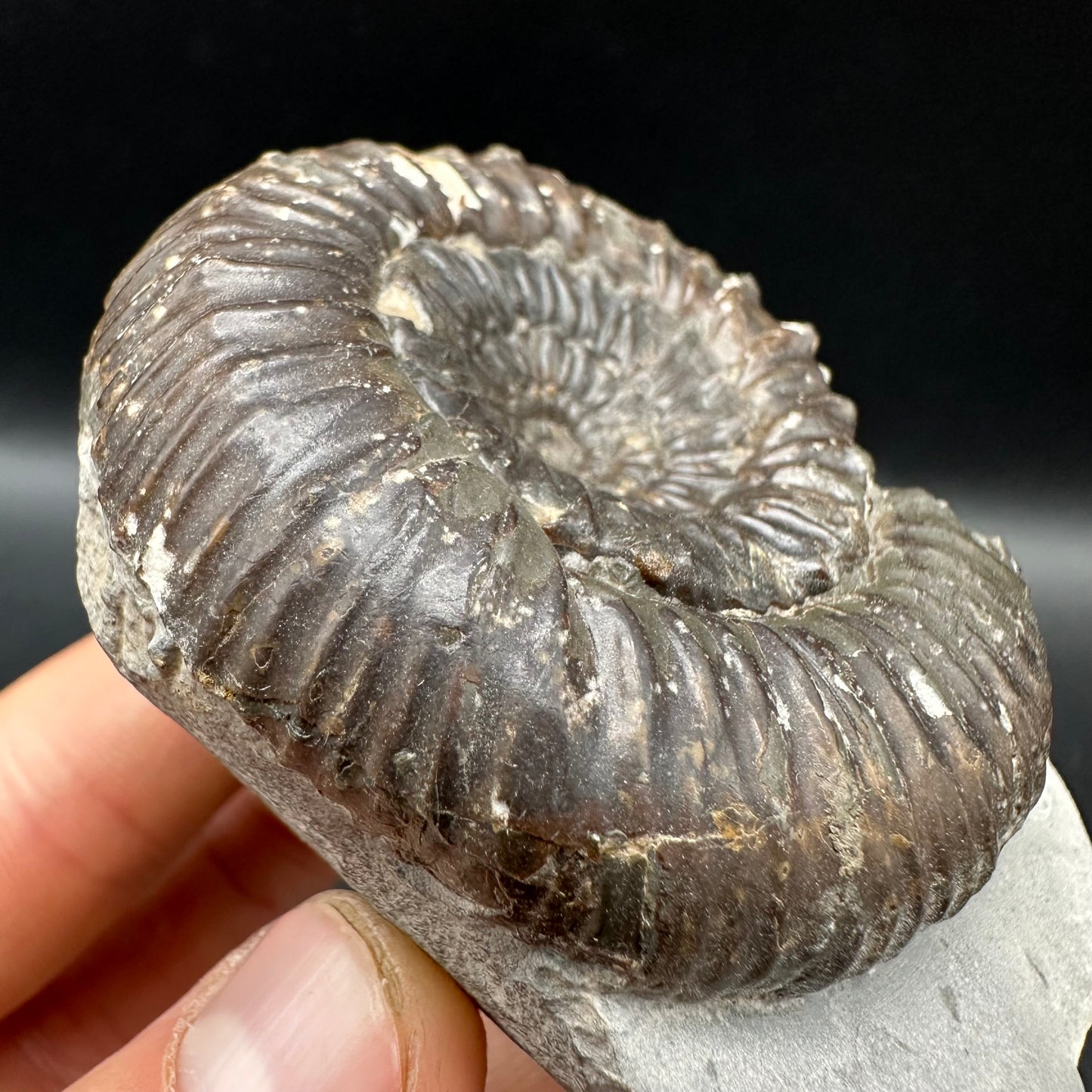 Peronoceras Sp. Ammonite fossil with box and stand - Whitby, North Yorkshire Jurassic Coast Yorkshire Fossils