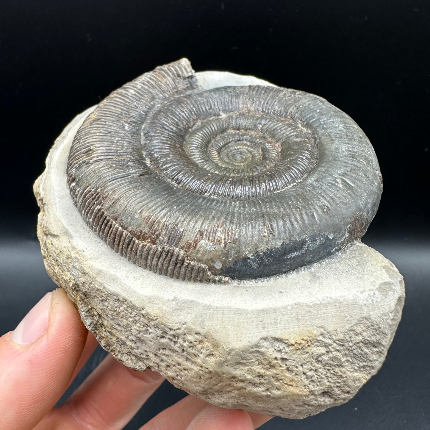 Dactylioceras tenuicostatum Ammonite fossil with box and stand - Whitby, North Yorkshire Jurassic Coast