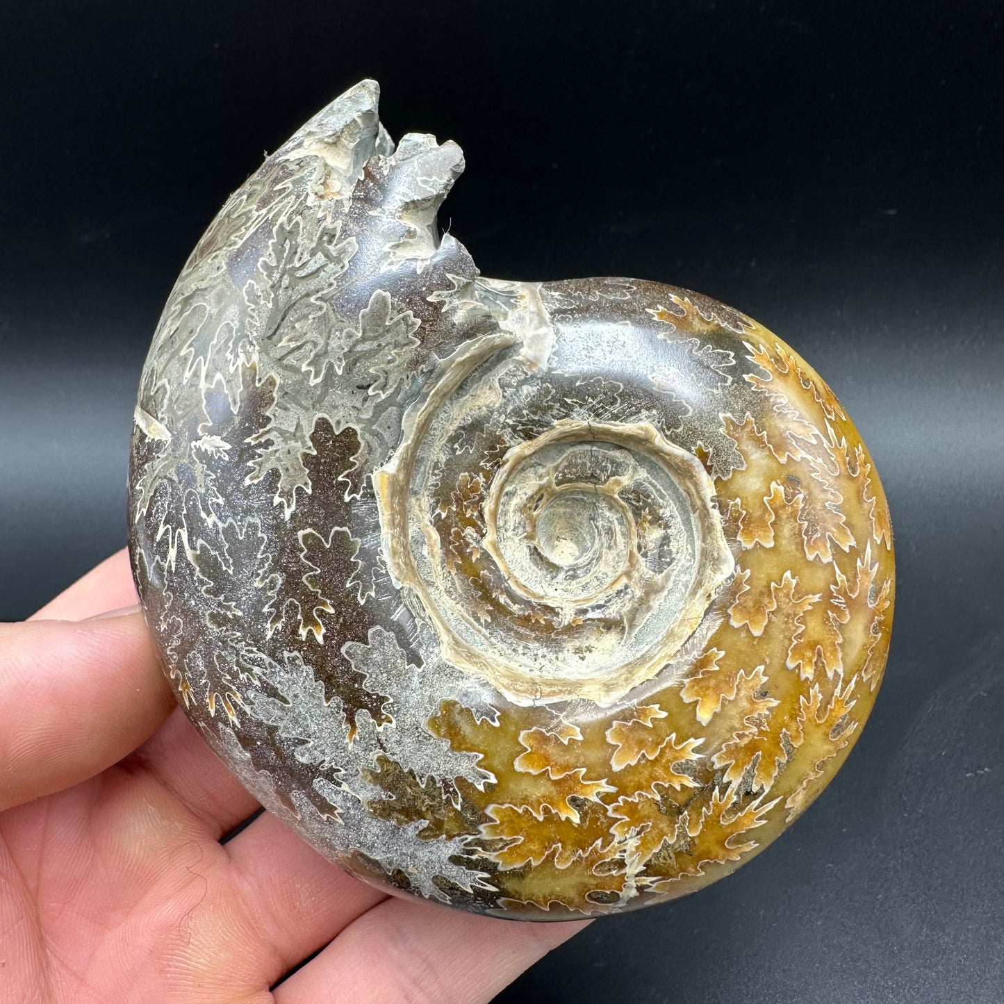 Puzosia Ammonite Fossil With Box And Stand - Cretaceous Ammonite Madagascar