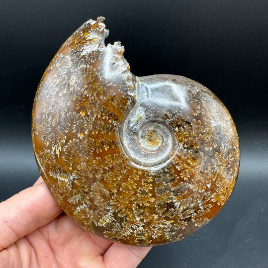 Cleoniceras Ammonite Fossil With Box And Stand - Cretaceous Ammonite Madagascar