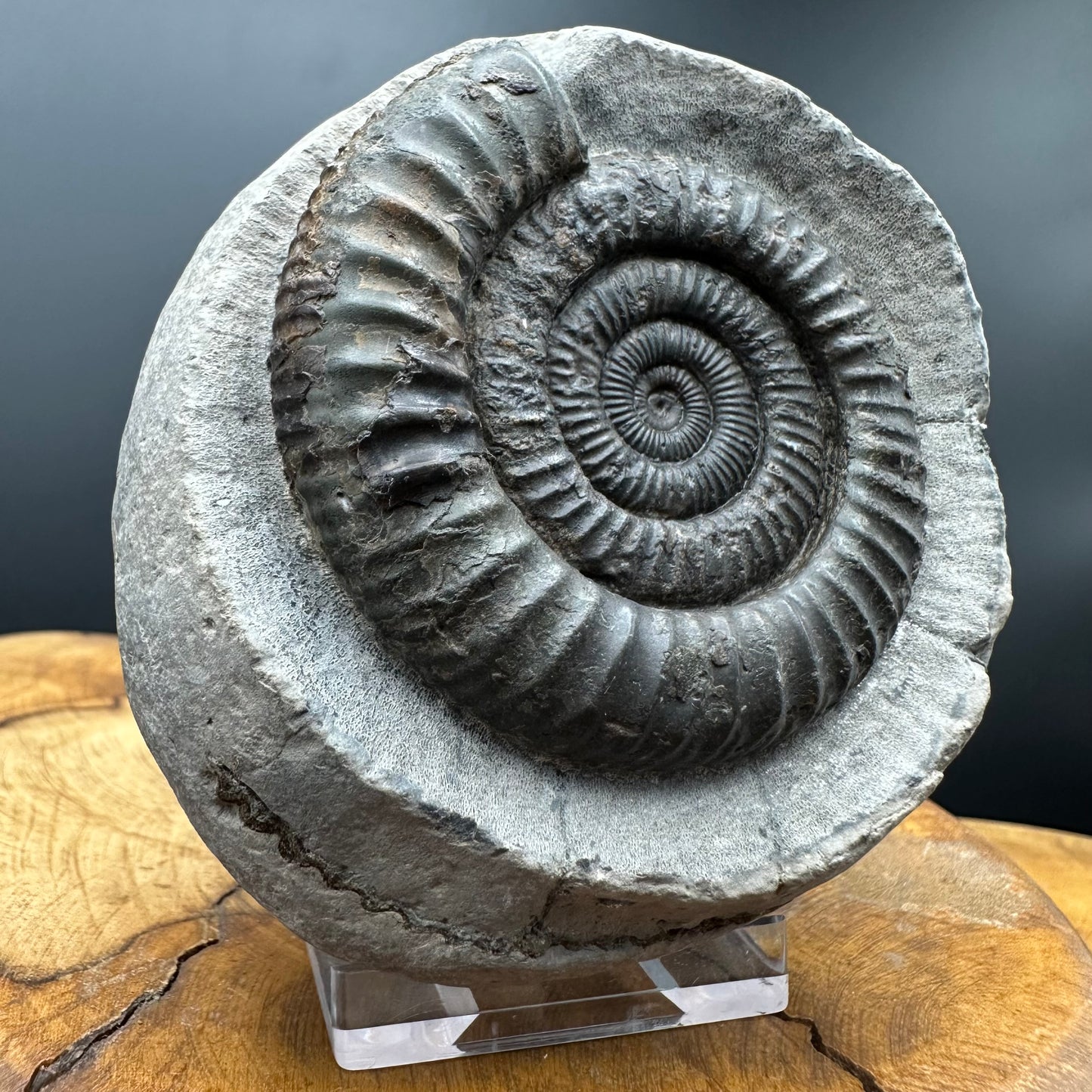 Dactylioceras Ammonite Fossil With box and Stand - Whitby, North Yorkshire Jurassic Coast Yorkshire Fossils
