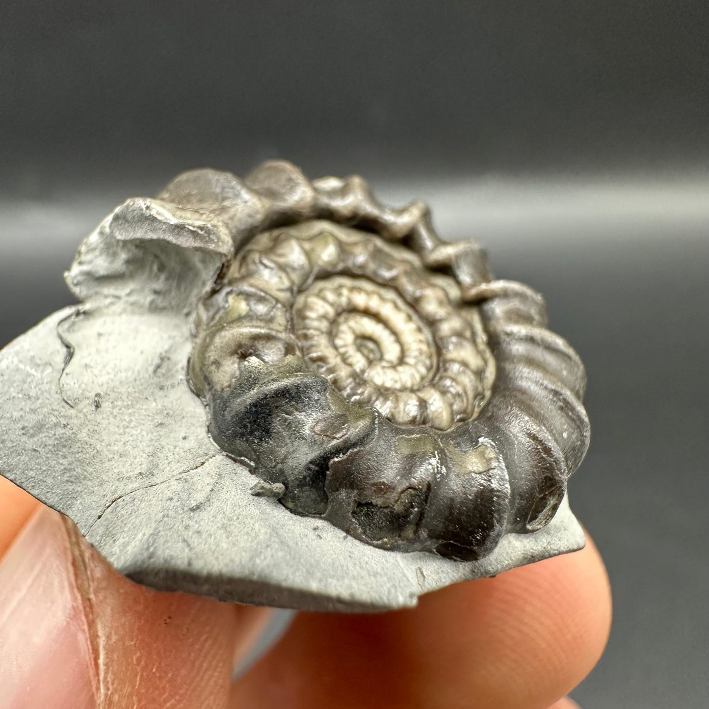 Gagaticeras Ammonite fossil with box and stand - Whitby, North Yorkshire Jurassic Coast Yorkshire Fossils