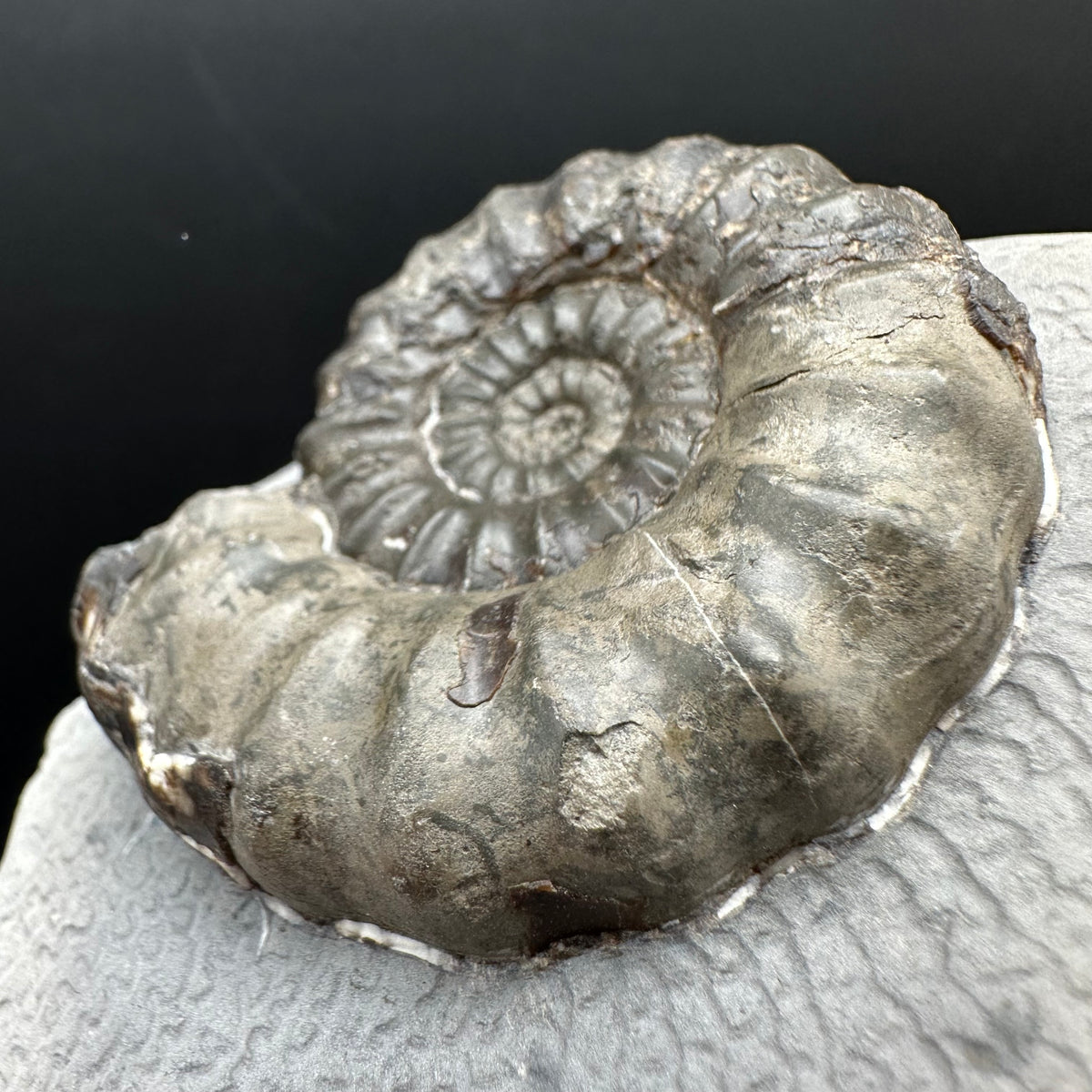 Androgynoceras maculatum ammonite fossil with box and stand - Whitby, North Yorkshire Jurassic Coast Yorkshire Fossils