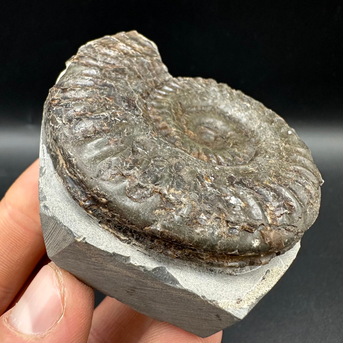 Hildoceras lusitanicum Ammonite fossil with box and stand - Whitby, North Yorkshire, Jurassic Coast, Yorkshire Fossils from the Jurassic Coast