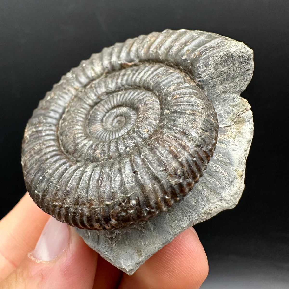 Dactylioceras Ammonite Fossil With box and Stand - Whitby, North Yorkshire Jurassic Coast Yorkshire Fossils
